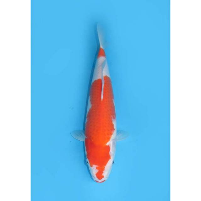 Nidan Kohaku Original - 31cm