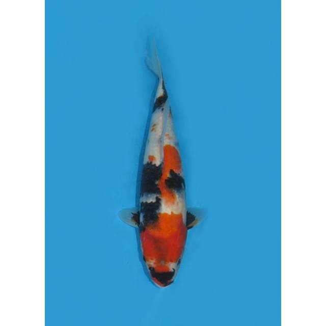Kindai Showa Ori - 32cm
