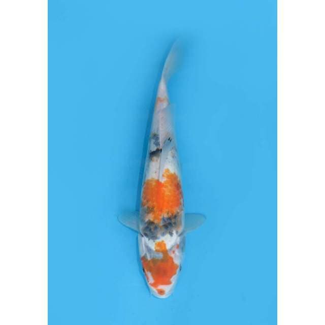 Showa Tategoi - 33cm