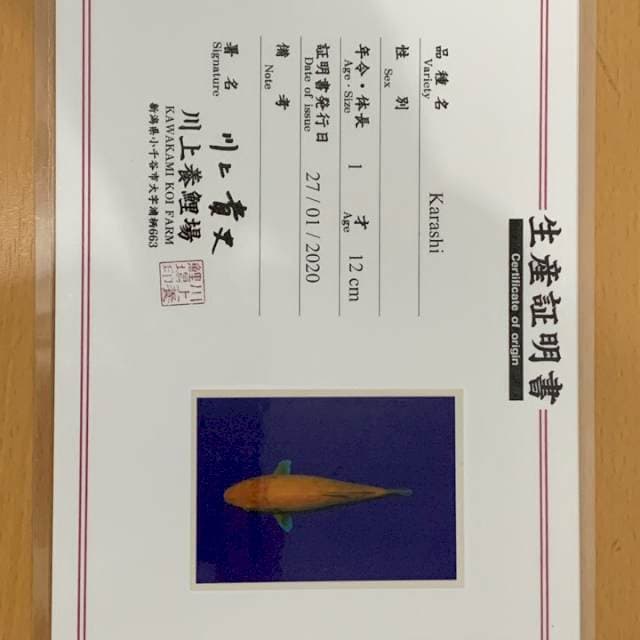 Karashi Kawakami