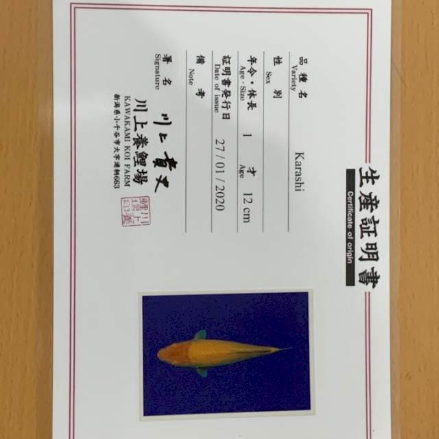 Karashi kawakami