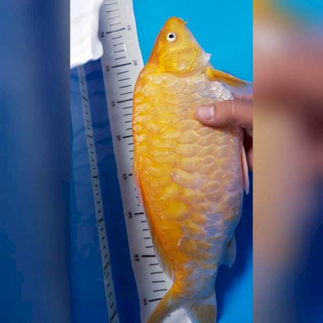 KARASI SUPER BULKY 38cm FM