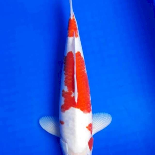 MARUTEN 37CM