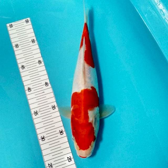 Kohaku doitsu 30cm
