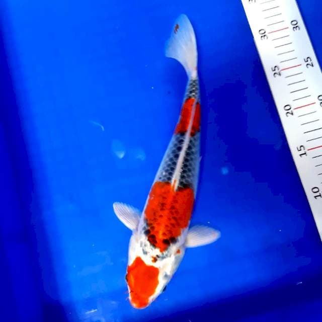 Ghosiki 34 cm male jos