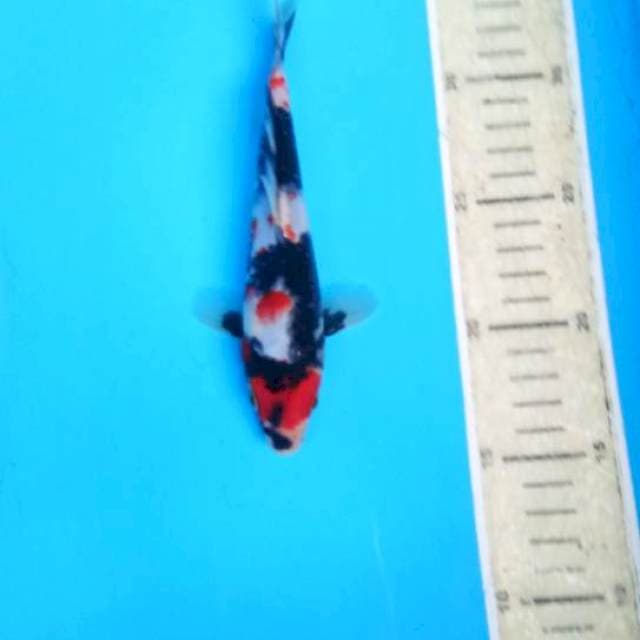Kindai showa orijinal red strong 17cm