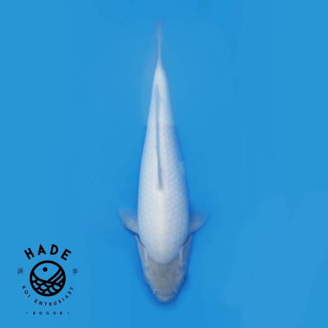 Shiromuji 33cm Punuk