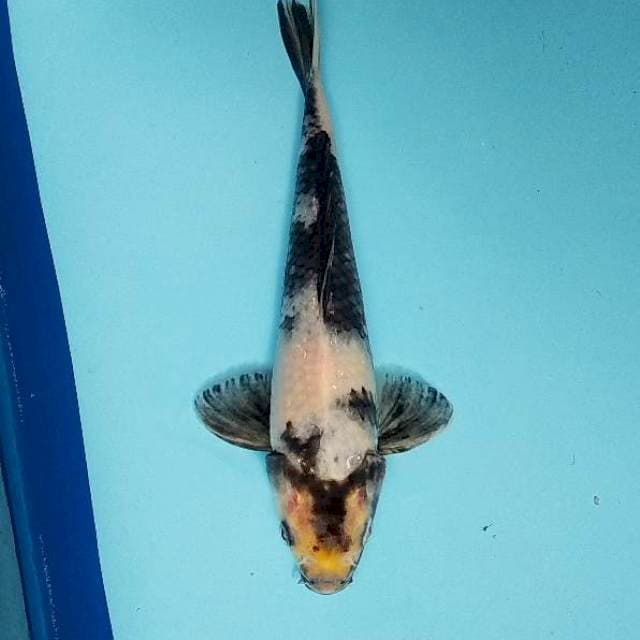 ND IRENG MUTIH NYENTRIK 22cm