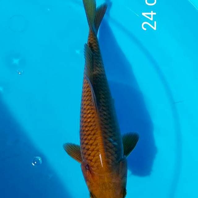 ND NYOKLAT 24CM