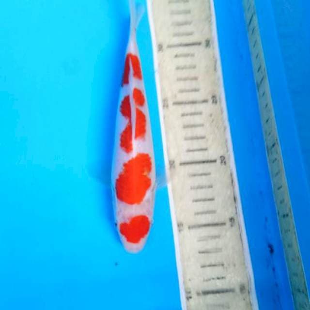Orijinal maruten kohaku20cm