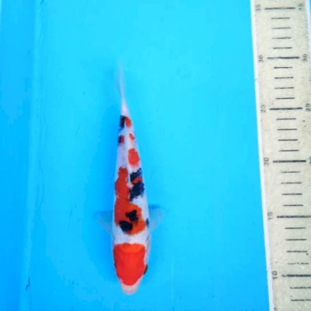 Sanke20cm