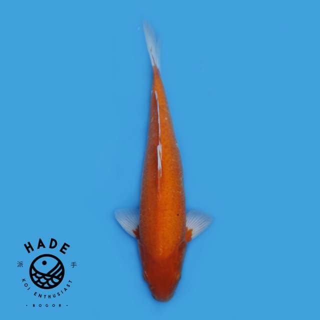 Aka Hajiro 45cm
