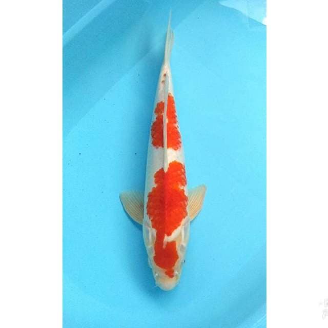 KOHAKU JUMBO 44CM