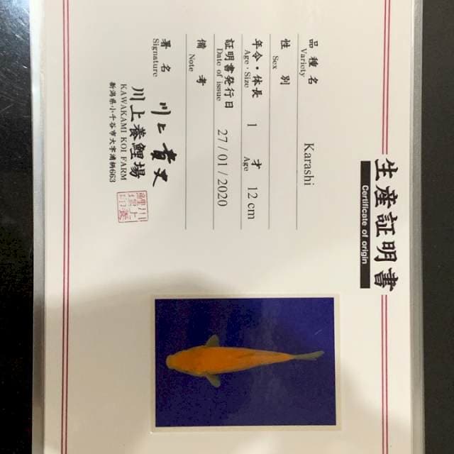 Karashi Kawakami