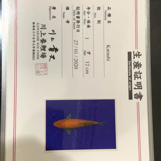 Red karashi Kawakami