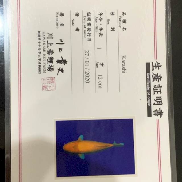 Karashi kawakami