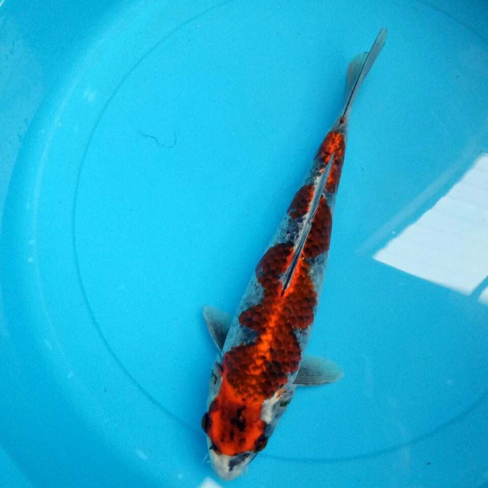 NAGA AIR 32 CM
