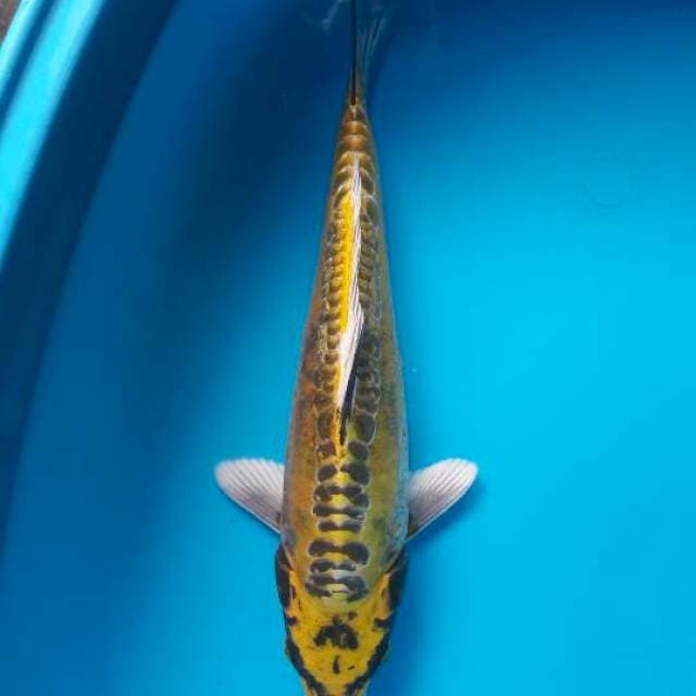 Kiko 32