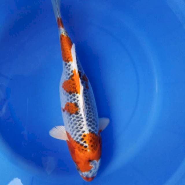 32cm
