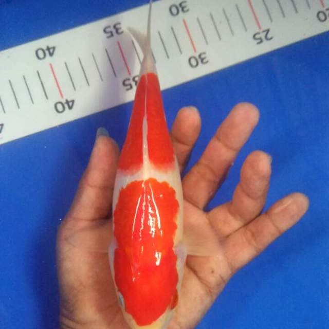20 cm orijinal