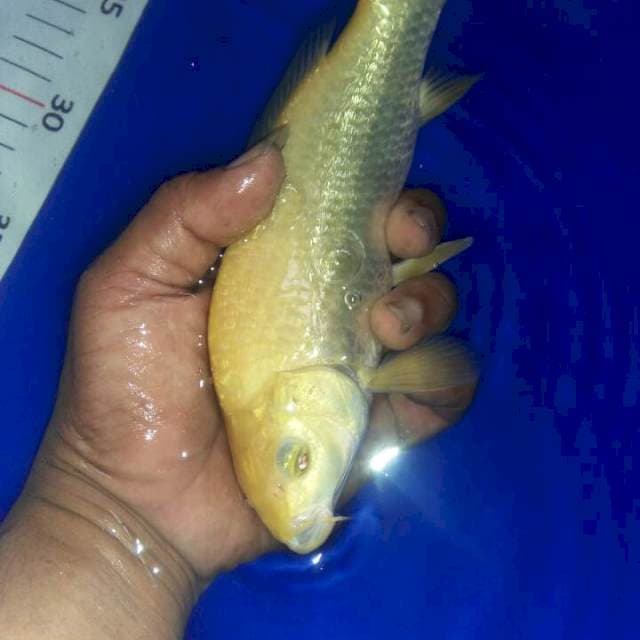 20 cm simata merah gindrin
