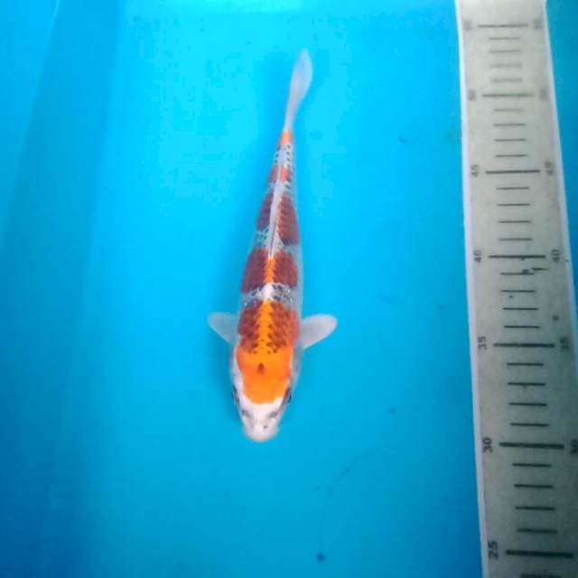 Kujaku, 23 cm