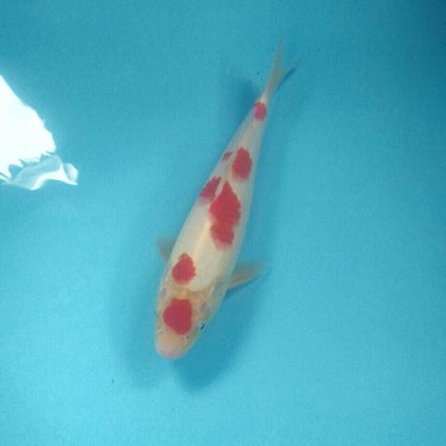 Kohaku, male 25 cm