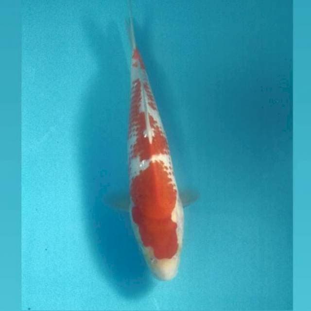 Kohaku Kanoko, 27 cm