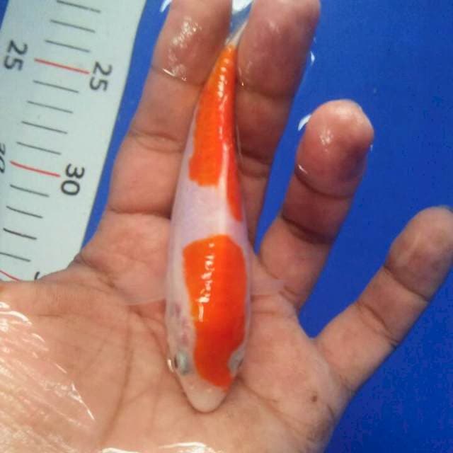 12 cm doit orijinal