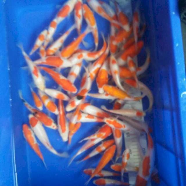 12,15,17 cm kohaku orijinal