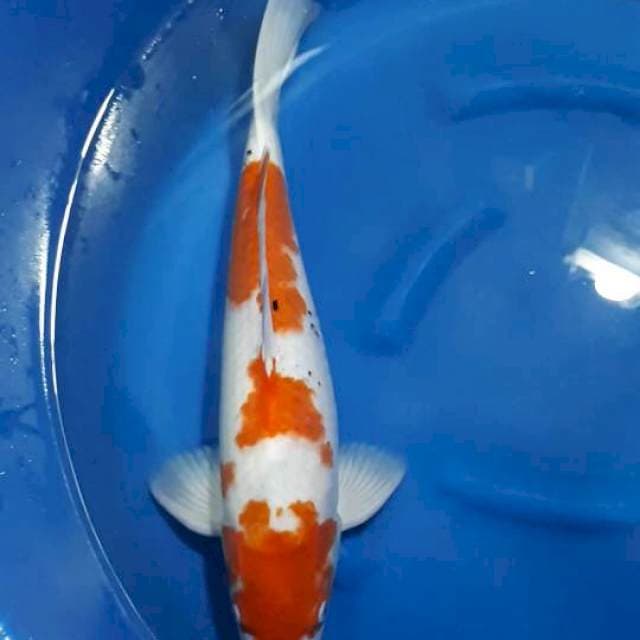 JUMBO SANKE 54 CM