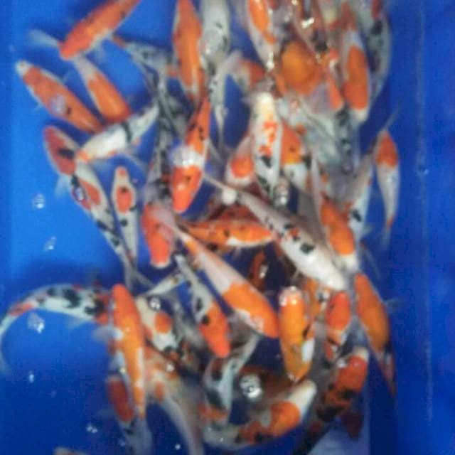 12,15,17 cm danke 50 ekor