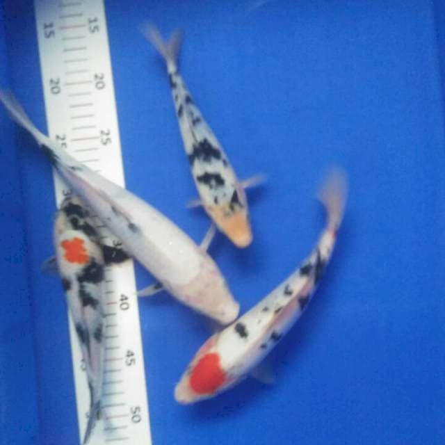 20,27 cm tanco sanke