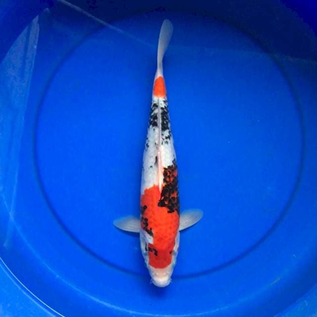 Showa bakat jumbo, 33cm male