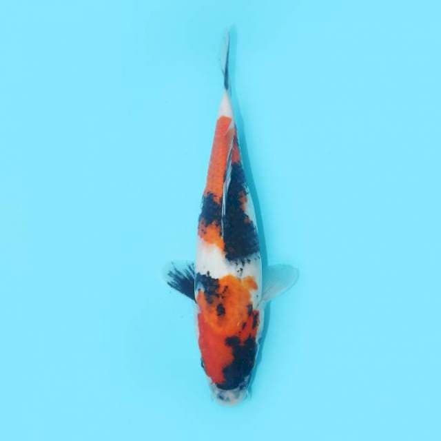 SHOWA NIDAN 27 CM FEMALE