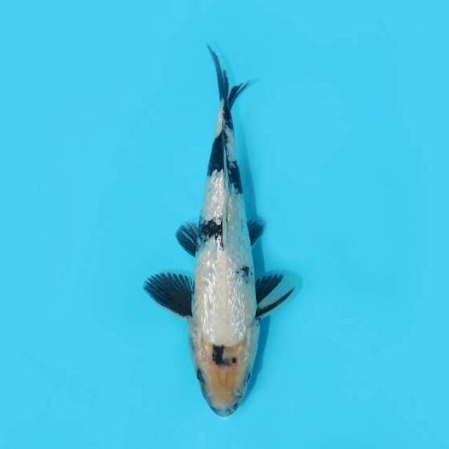 SHIRO GINRIN 24 CM MALE