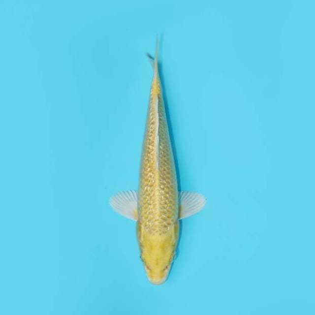 OGON GINRIN 24 CM MALE
