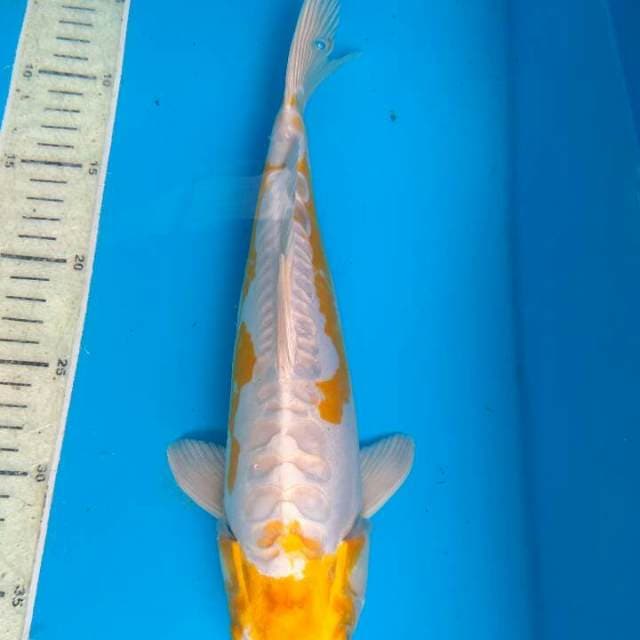 Hariwake 34cm