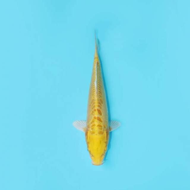 MIZUHO OGON 25 CM MALE