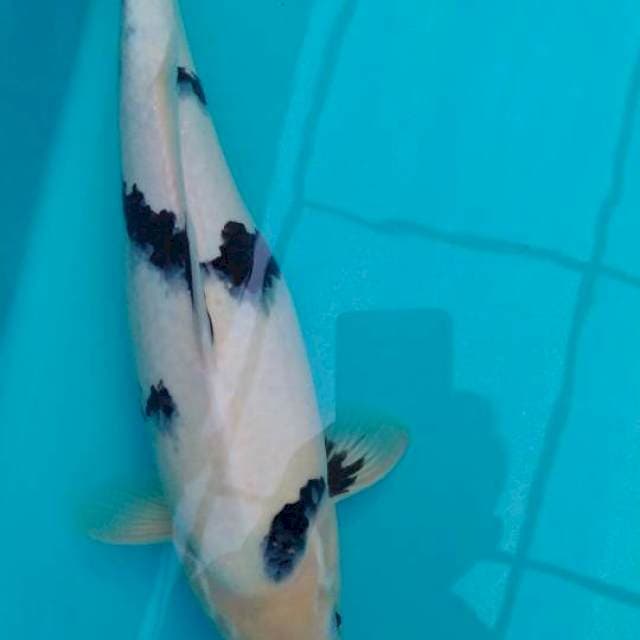 Shiro, Betina, Putih Bersih, 39 cm