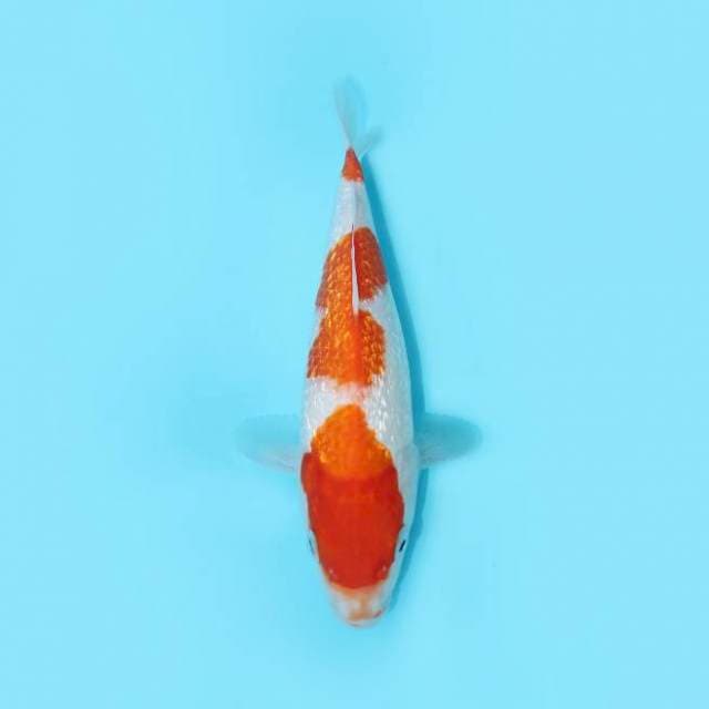 SANDAN KOHAKU GINRIN 30 CM MALE