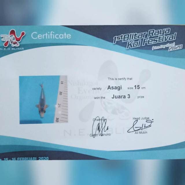 Asagi 15cm siip