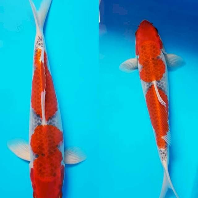 GOSHIKI SQ 28cm MALE