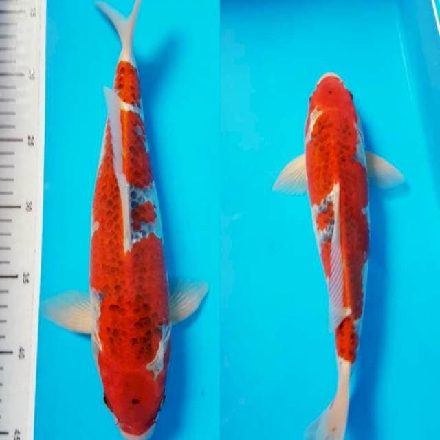 GOSHIKI SQ 31cm MALE