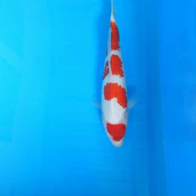 Kohaku stap 4 