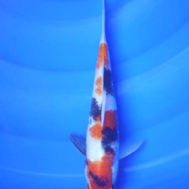 SHOWA SHANSOKU 27CM