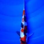 SHOWA SHANSOKU 27CM