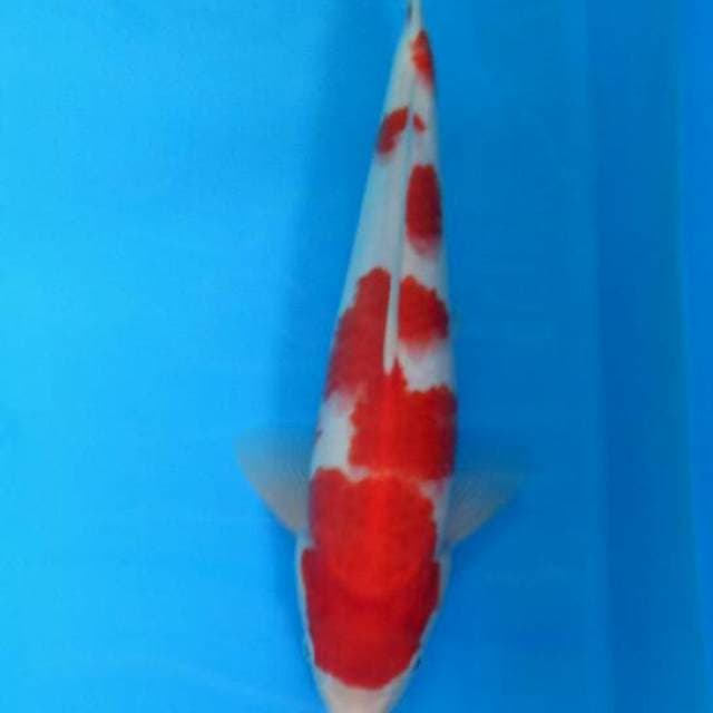 Kohaku Red Male 35 cm
