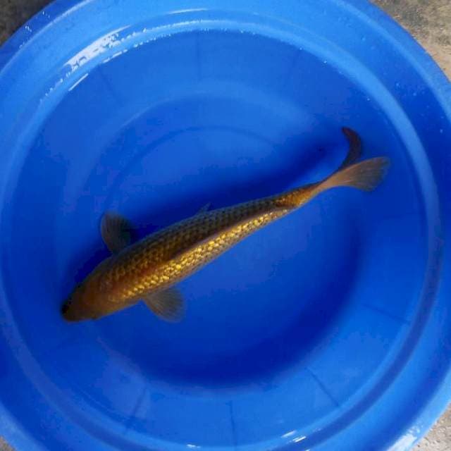 Chagoi ginrin 37cm male