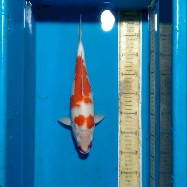 Kohaku